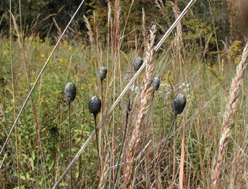 Grey-headed conflower seedhead